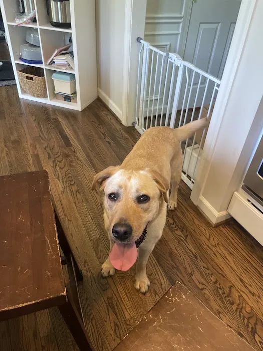 North Oatlands Animal Hospital 3