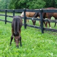 Dunthorpe Farm Equine Services, PLLC ico