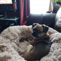 Valley Veterinary Hospital ico