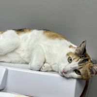 Middletown Veterinary Clinic ico