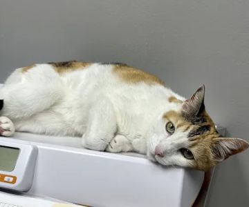 Middletown Veterinary Clinic