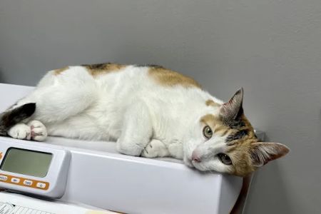Middletown Veterinary Clinic