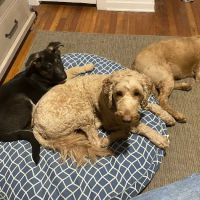 Brunswick Veterinary Office ico