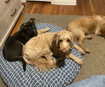 Brunswick Veterinary Office