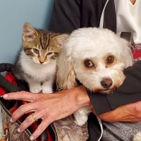 Brunswick Crossing Animal Hospital ico