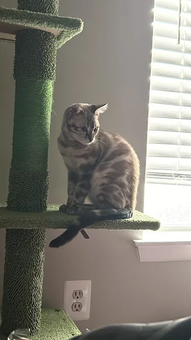 Willow Dream Bengals 12