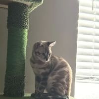 Willow Dream Bengals ico