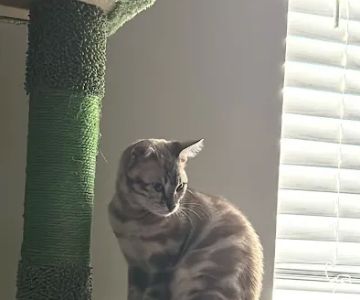 Willow Dream Bengals