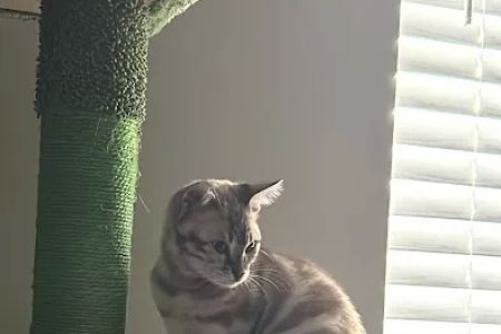 Willow Dream Bengals