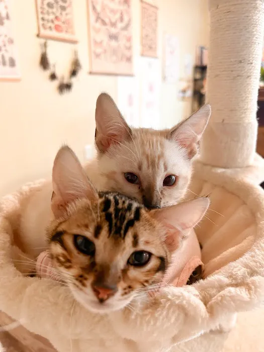 Willow Dream Bengals 12