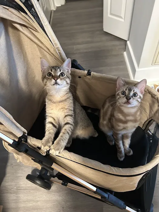 Willow Dream Bengals 12
