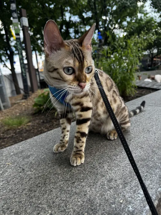 Willow Dream Bengals 12