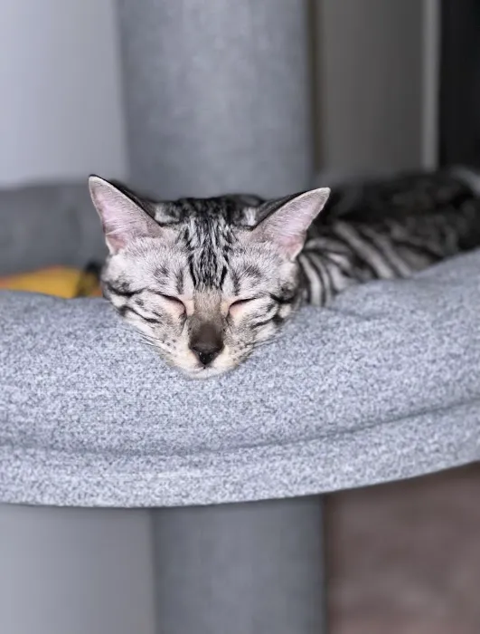 Willow Dream Bengals 12