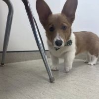 Seven Valleys Vet Hospital ico