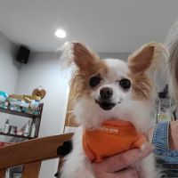 Rock Spring Veterinary Clinic ico