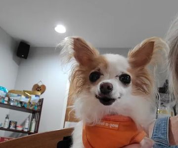 Rock Spring Veterinary Clinic