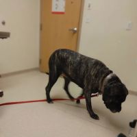 Fallston Veterinary Clinic ico
