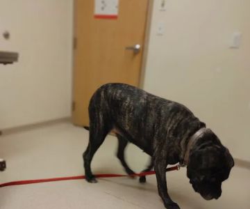 Fallston Veterinary Clinic