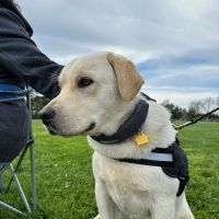 Hickory Veterinary Hospital ico
