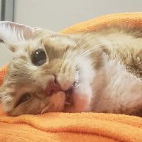 Banfield Pet Hospital ico