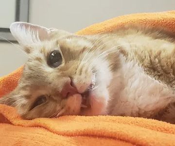 Banfield Pet Hospital