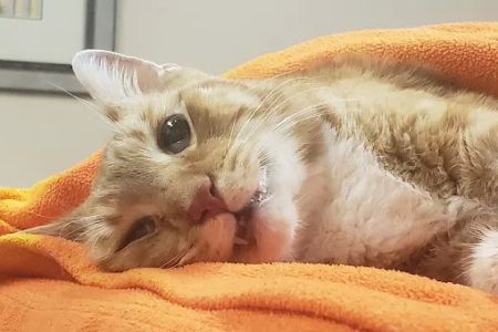 Banfield Pet Hospital
