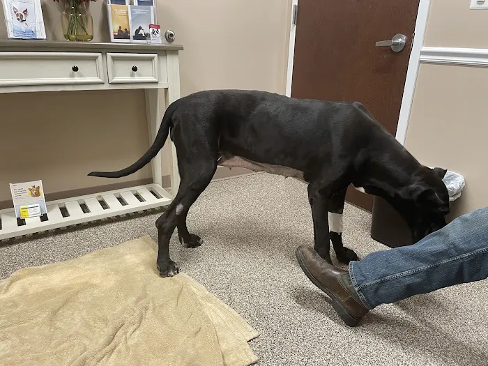 Animal Emergency Hospital 2