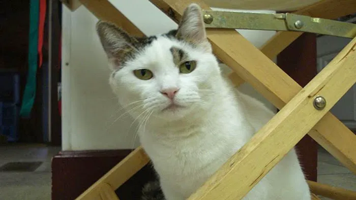 Cambria Veterinary Center 7