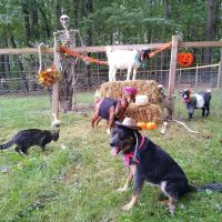 Muddy Creek Veterinary Service ico