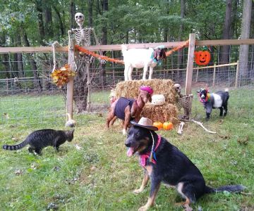Muddy Creek Veterinary Service