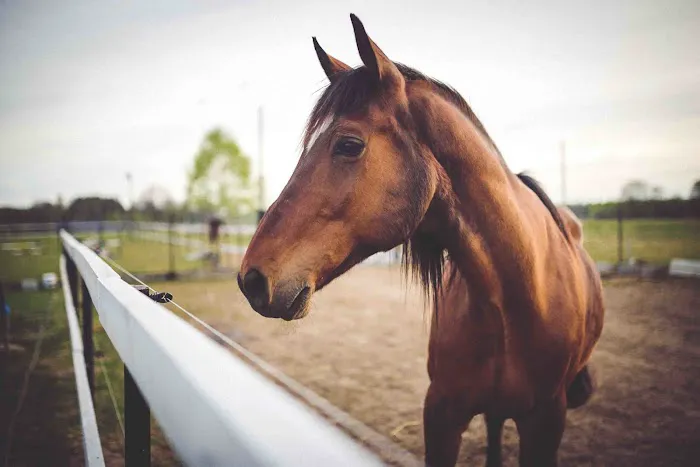 Muddy Creek Veterinary Service 2
