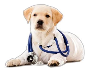 Animal Medical Center of Bel Air 12