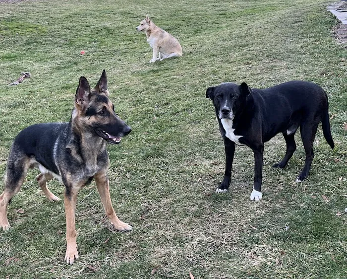 Animal Medical Center of Bel Air 12