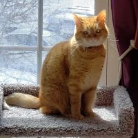 Animal Medical Center of Bel Air ico