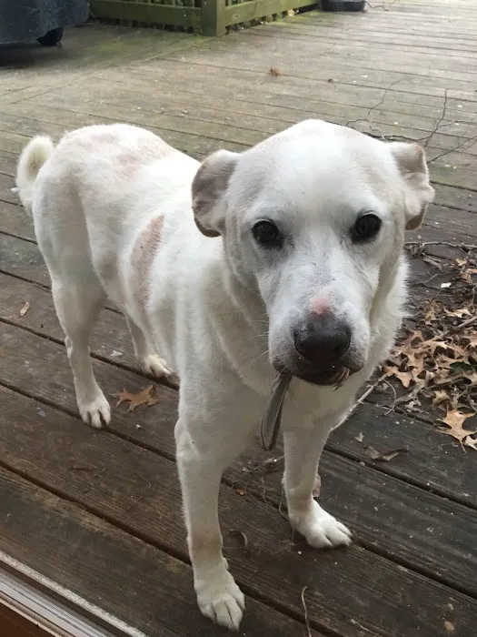 Animal Medical Center of Bel Air 12