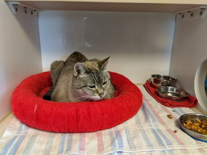 Cat Sense Feline Hospital And Boarding Inc 12
