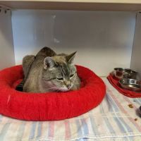 Cat Sense Feline Hospital And Boarding Inc ico