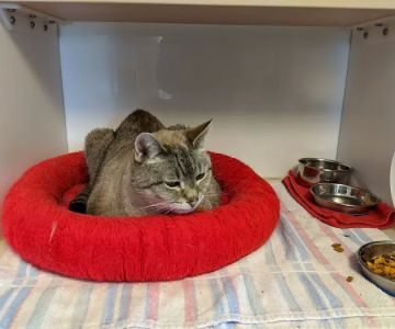 Cat Sense Feline Hospital And Boarding Inc