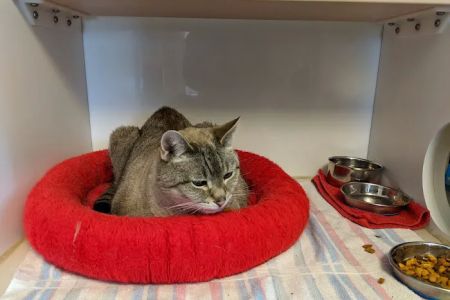 Cat Sense Feline Hospital And Boarding Inc
