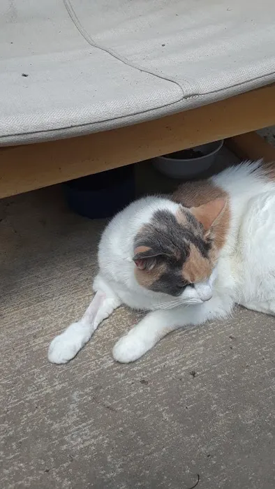Cat Sense Feline Hospital And Boarding Inc 12