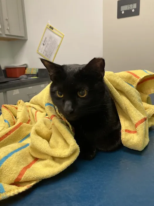 Homeward Bound Veterinary Services 12