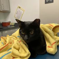 Homeward Bound Veterinary Services ico