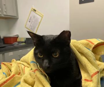 Homeward Bound Veterinary Services