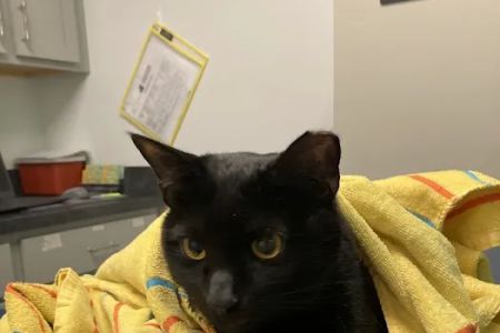 Homeward Bound Veterinary Services