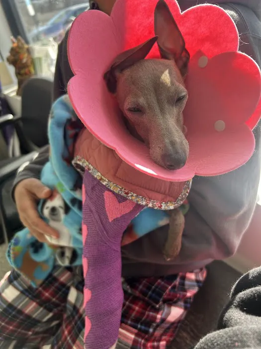 Homeward Bound Veterinary Services 12