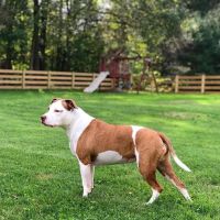 Eternal Pawprints Veterinary Hospice & Euthanasia ico