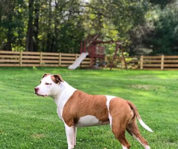 Eternal Pawprints Veterinary Hospice & Euthanasia
