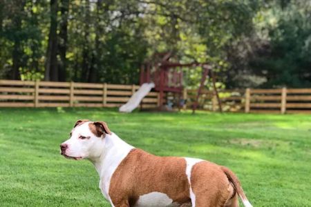 Eternal Pawprints Veterinary Hospice & Euthanasia
