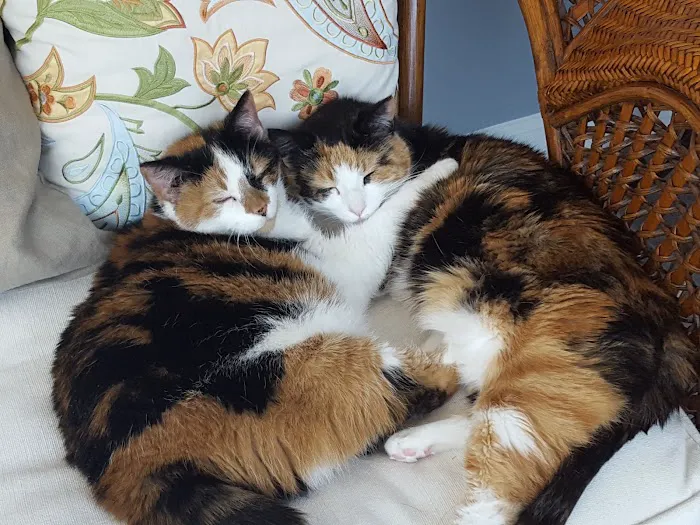 Eternal Pawprints Veterinary Hospice & Euthanasia 12