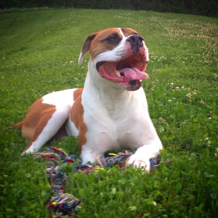 Bel Air Veterinary Hospital 12